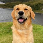 Malcolm Teal Johnson - @malcolmthegoldenretriever - Instagram