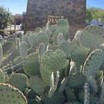 Kristen Arnett Tedford - @kristenarnetttedford - Instagram