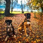 Ted & Arthur the Boxers - @ted.and.arthur.the.boxers - Instagram