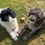 @wilf_ted_arthur.poodle.bros - Instagram