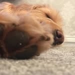 Teddy Ballance 🐾 - @teddyballance - Instagram