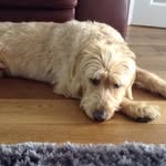 Teddythebear🐶 - @tedward_ballance - Instagram