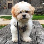 Barkley - @teddy_bear_barkley - Instagram
