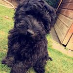 Ted Barkley Junior 🐶 - @tedbarkleyjunior_ - Instagram