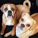 teddy and barkley - @sue.haywood3 - Instagram
