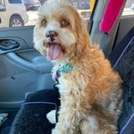 Teddy Barkley - @teddy.barkley - Instagram