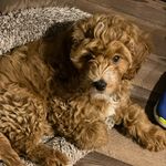 Teddy Barkley Brown - @teddy_tales2022 - Instagram