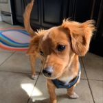 Teddy - @teddy_barkley - Instagram