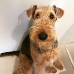 Theodore Barkley - @teddy_baire - Instagram
