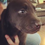 Theodore Barkley Carrier 🐶 - @chocolateteddygram - Instagram