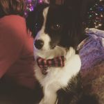 Theodore Barkley Whoofington - @teddy_is_a_good.boy_ - Instagram