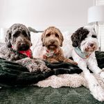 Teddy  + Fig + Barley - @teddyandfigthedoods - Instagram