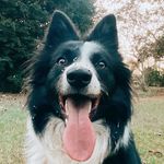 ALASKA  E TED BARRY - @alaskaeted_thebordercollie - Instagram