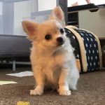Theodore & Bartholomew Soares - @teddyandbartysoares - Instagram