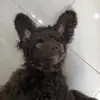 Teddy’s Tik Tok - @teddybearbelcher - TikTok