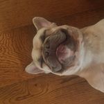 Ted And Bentley - @tedandbentley - Instagram
