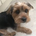 Ted the Morkie - @tedbentleythemorkie - Instagram