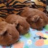 🐹🍓ted.Bernard🍓🐹 - @..guineapigs.co.uk - TikTok
