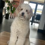 @bernerdoodle_ted - Instagram