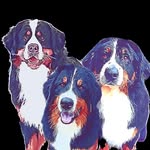 @ferbie_teddy_ega_the_berner - Instagram