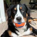 Ted | Bernese mountain dog - @bernerted_ - Instagram