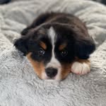 Ted. E. Bear. Berner. - @bernesemtnbear - Instagram