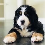 Ted The Berner Sennen - @tedtheberner - Instagram