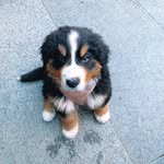 TEDDIE🐶🐶 - @tiny.teddie.the.berner - Instagram