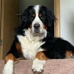 Teddy - @bernernamedteddy - Instagram