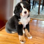 Teddy - @teddy.berner - Instagram