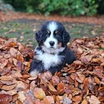 Teddy (Tedje) de Berner Sennen - @tedje_2024 - Instagram