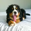 Teddy The Berner - @teddys_tok - TikTok