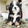 teddytheberner - @teddy.bear.the.be - TikTok