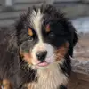 teddythegentleberner - @teddythegentleberner - TikTok