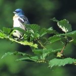 Ted Bernhard - @birdstalkingpdx - Instagram