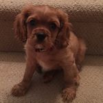 Teddy Biggs - @mrbiggs_thecavalier - Instagram
