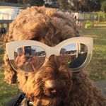 Ted Buddy Bills - @teddy_bills_labradoodle - Instagram
