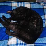 Teddy Bingham - @teddyb.thecat - Instagram