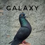 @ted.bird.id - Instagram