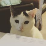 Teddy & Birdie - @tedbird_catpals - Instagram