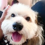 Bixby, the Teddy Bear Maltipoo - @bixbytheteddybear - Instagram