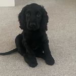 Teddy Blackman - @teddy_blackcockerspaniel - Instagram