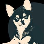 Variegated Blaine - The PNW Chihuahua - @variegatedblaine - Instagram