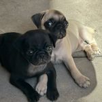 Blair&Ted Pugs Capixaba - @blair.tedpug - Instagram