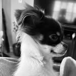 Theodore Graham Blankenship - @teddy_g_thechi - Instagram