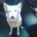 ted Blevins - @ted_blevinsw - Instagram
