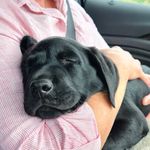 Ted & Bob the black Labs - @ted_n_bob - Instagram