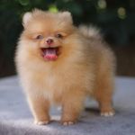 Ted - @ted.bob.auau - Instagram