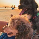 Ted&Bob - @tedocaebobico - Instagram