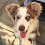 Ted - @bodercollie_ted - Instagram